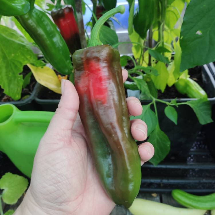 plant image 1724745 plant image 1724745