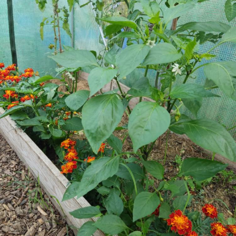 plant image 1724753 plant image 1724753