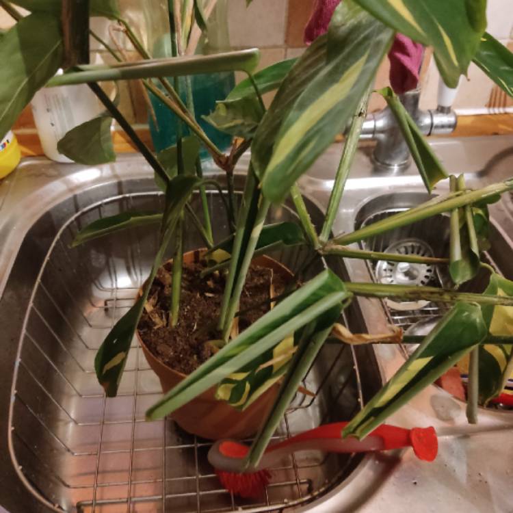 plant image 1728260