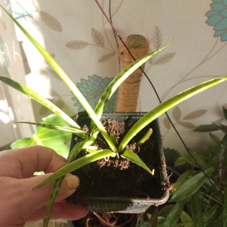 plant image 1728271 plant image 1728271