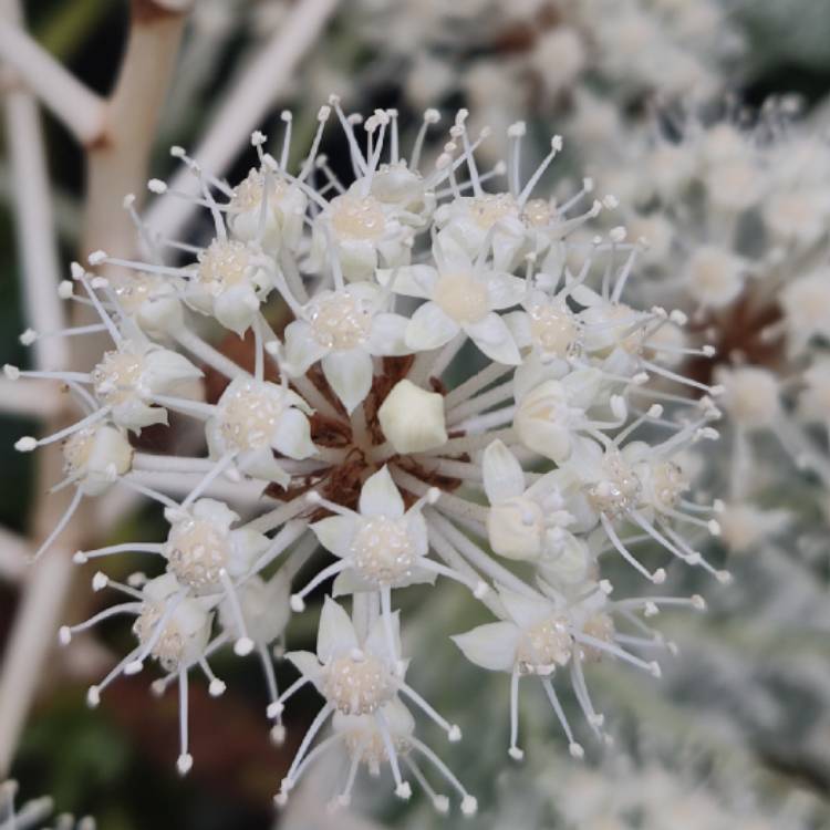 plant image 1728281 plant image 1728281