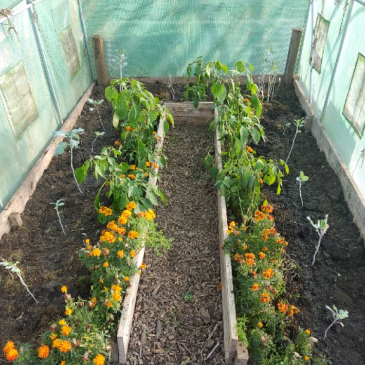 plant image 1728282 plant image 1728282
