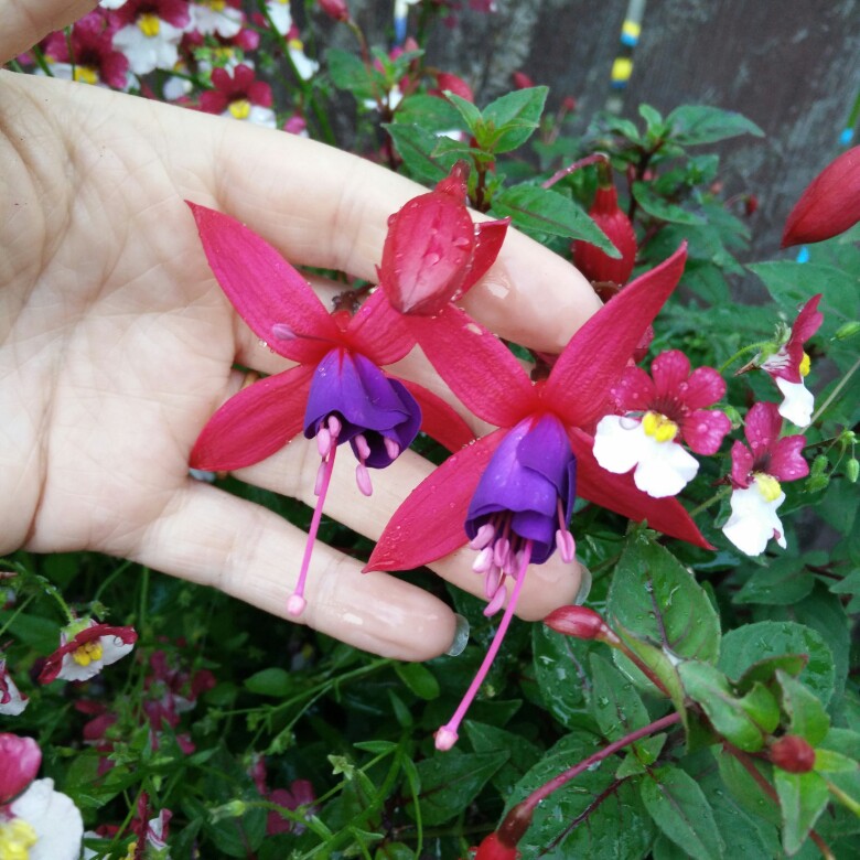 plant image 174771 plant image 174771