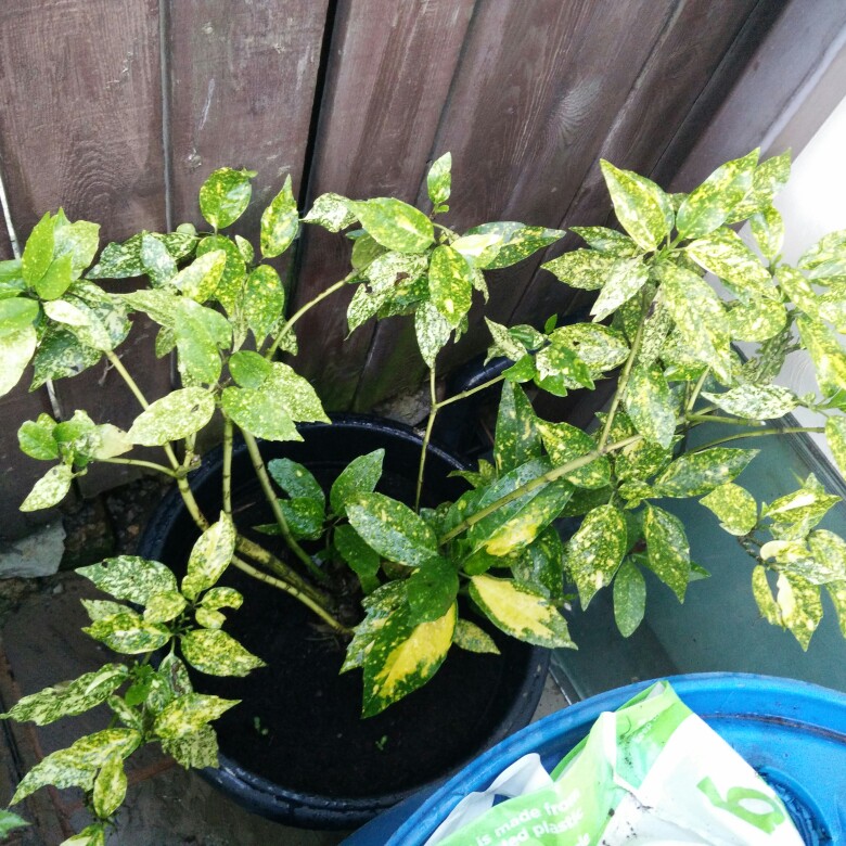 Aucuba japonica
