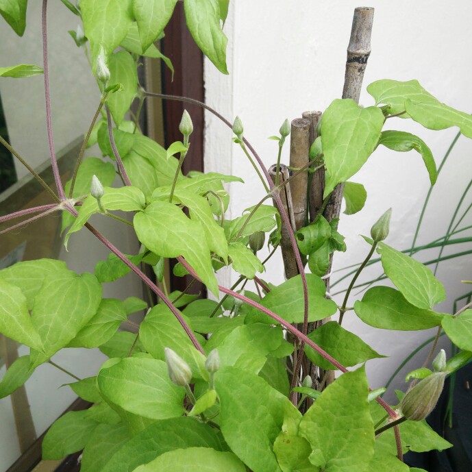 plant image 177010 plant image 177010