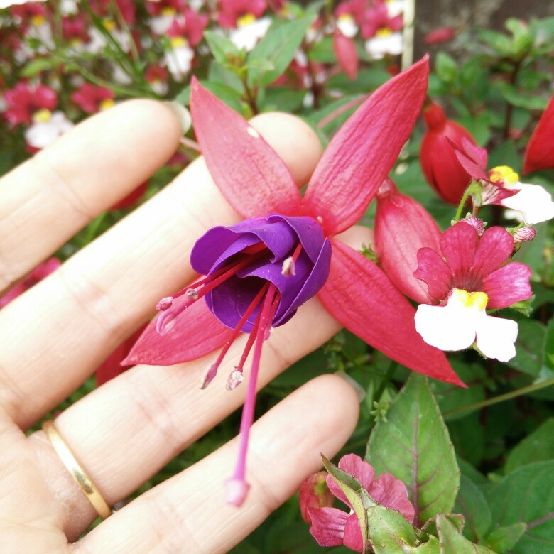 plant image 177014 plant image 177014