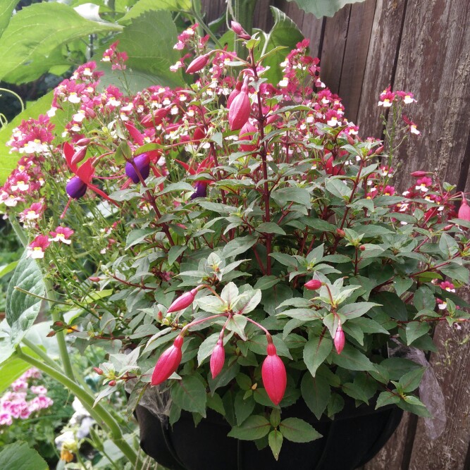 plant image 177016 plant image 177016