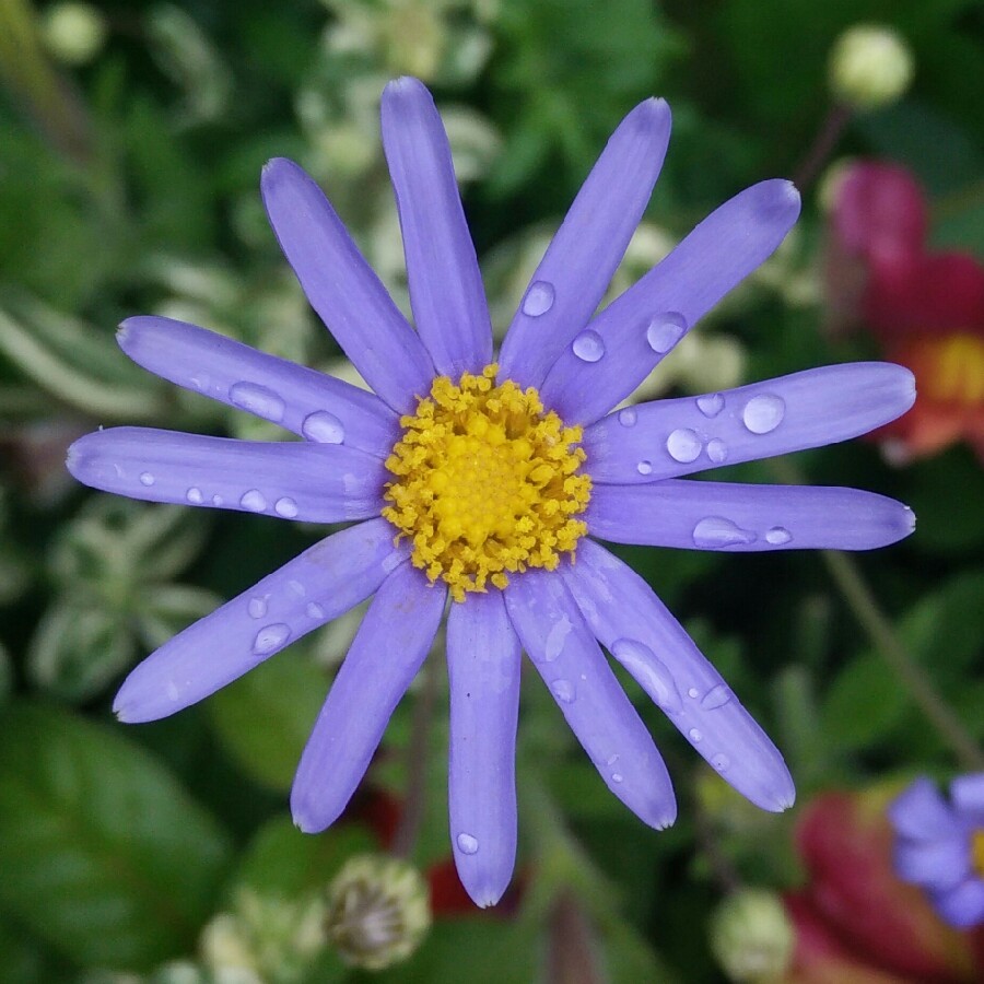 Felicia amelloides 'Variegata'