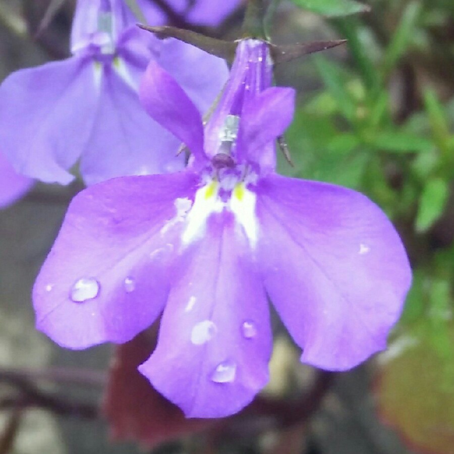 plant image 180907 plant image 180907