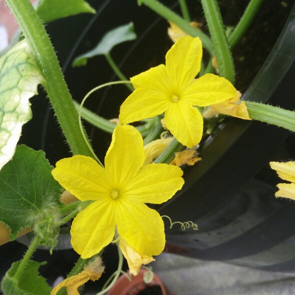 plant image 180991 plant image 180991
