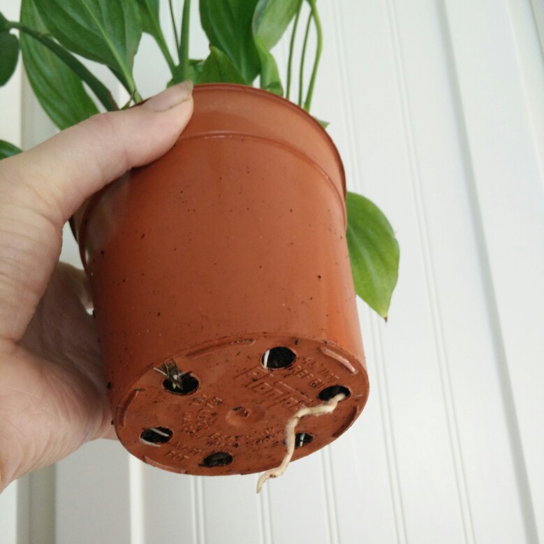 plant image 182386