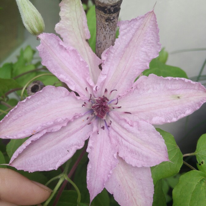 plant image 183358 plant image 183358