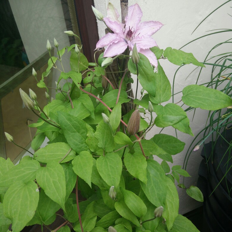 plant image 183361 plant image 183361