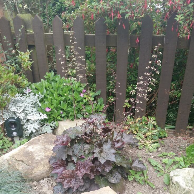 plant image 183848 plant image 183848