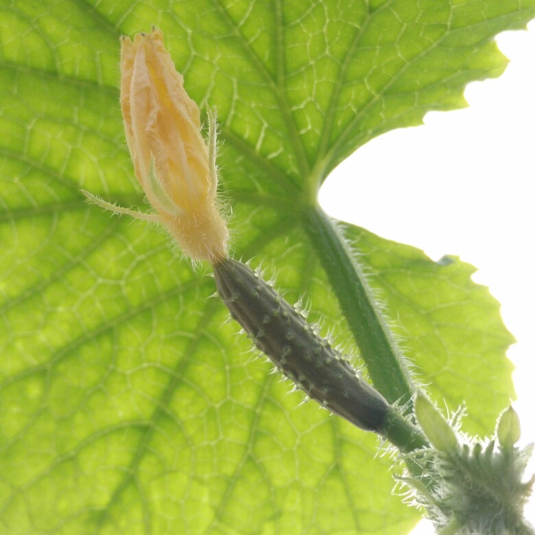 plant image 187801 plant image 187801