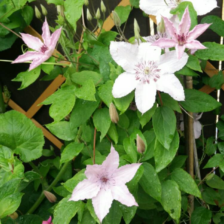 plant image 193164 plant image 193164