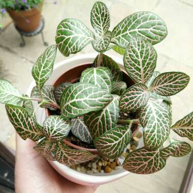 Fittonia argyroneura syn. Fittonia verschaffeltii