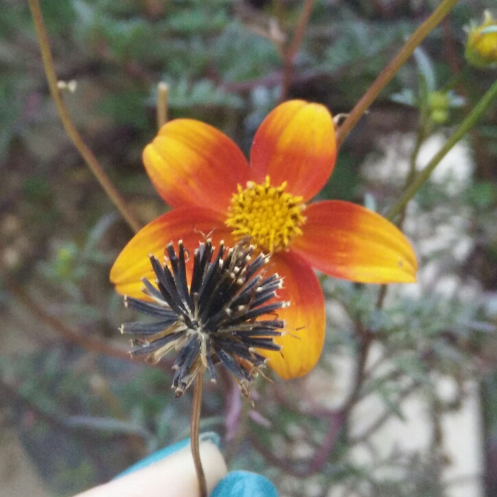 plant image 210725