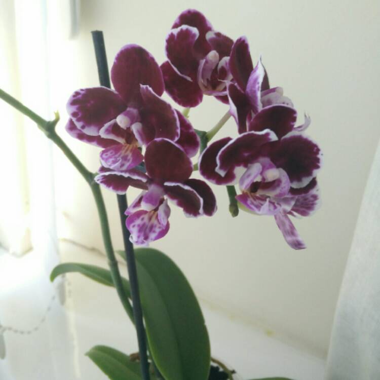Plant image Phalaenopsis 'Fusheng's Mystical Dream'