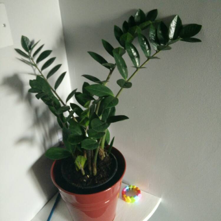 plant image 232088