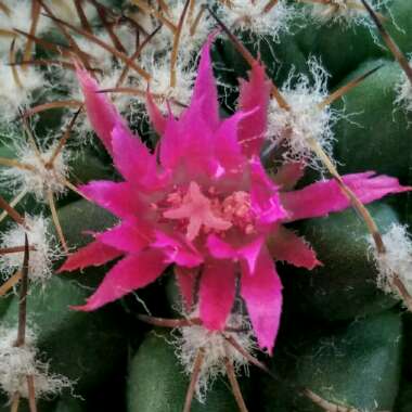 Mammillaria rekoi