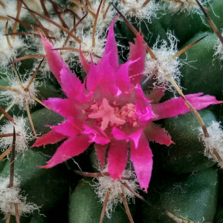 plant image 241777