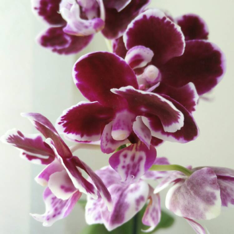 Plant image Phalaenopsis 'Fusheng's Mystical Dream'