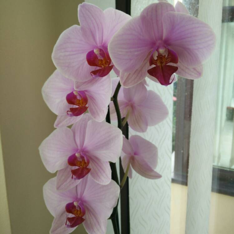 plant image 243350 plant image 243350