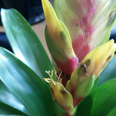 Guzmania