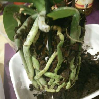 Phalaenopsis