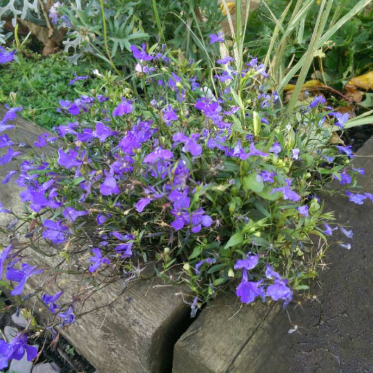 plant image 277899 plant image 277899