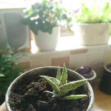 Aloe Zanzibarica
