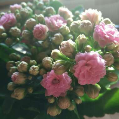 Kalanchoe Blossfeldiana