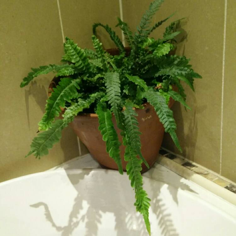 plant image 312791 plant image 312791
