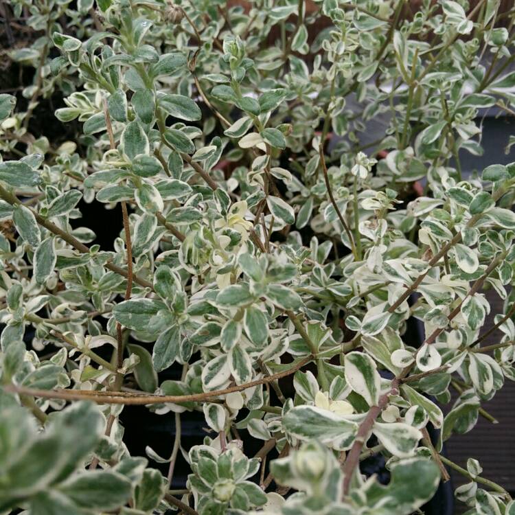 plant image 315218
