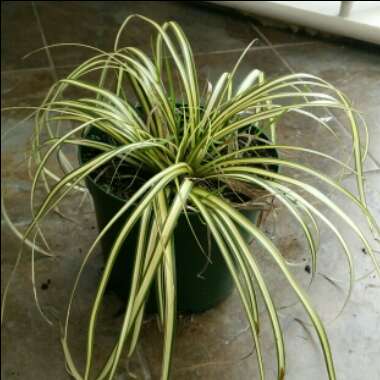 Carex oshimensis 'Evergold'