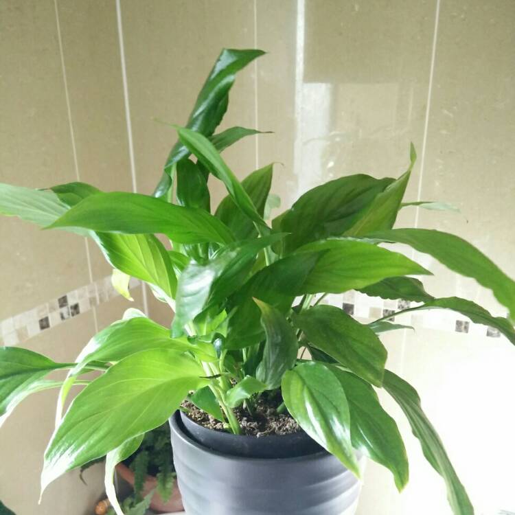 plant image 318129