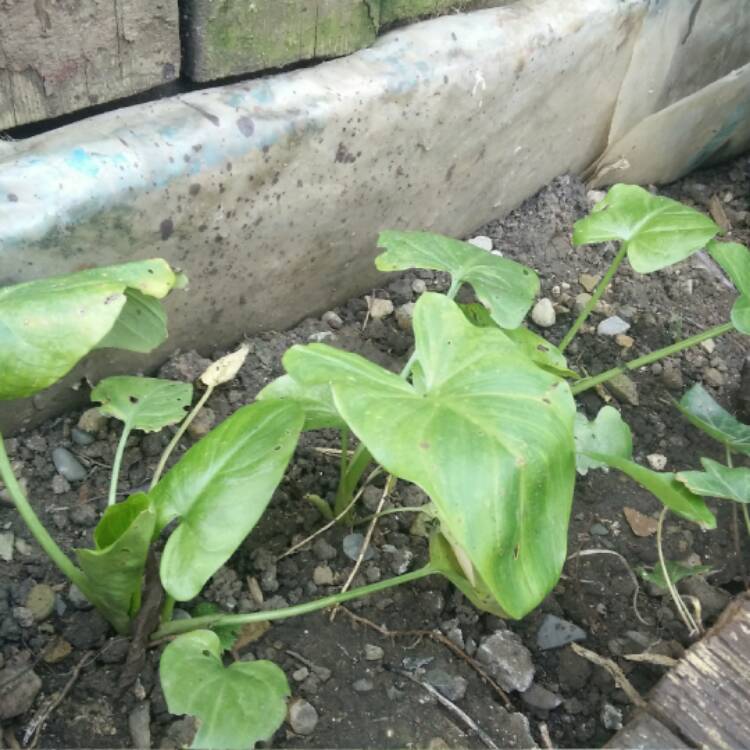 plant image 321732