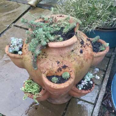 Sedum