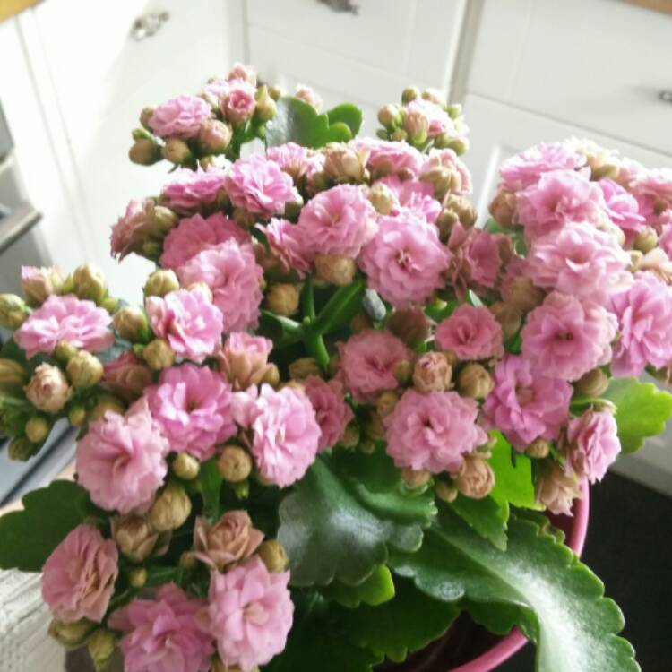 plant image 324825 plant image 324825