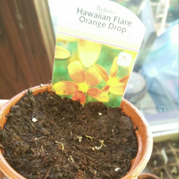plant image 325101