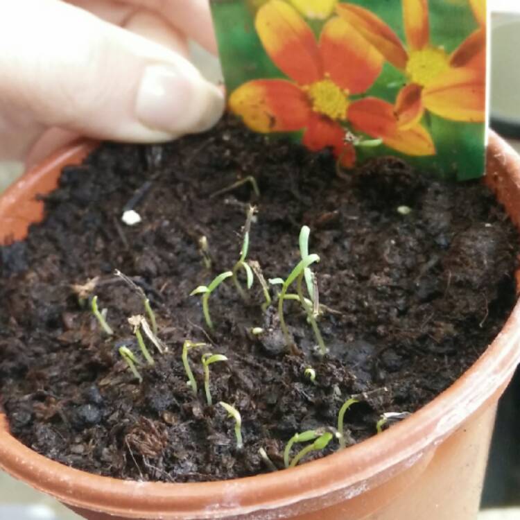 plant image 327726