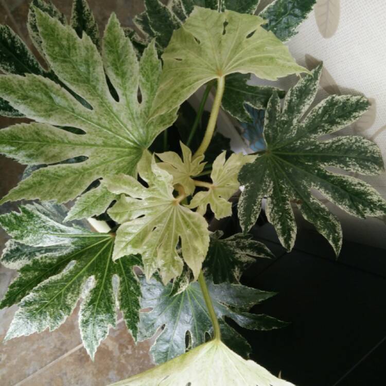 plant image 335434 plant image 335434