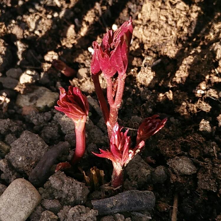 plant image 336966