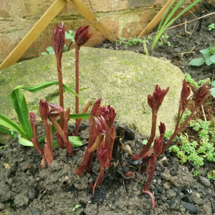 plant image 338391