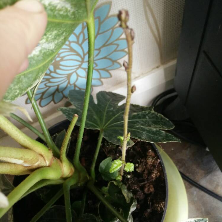plant image 338533 plant image 338533