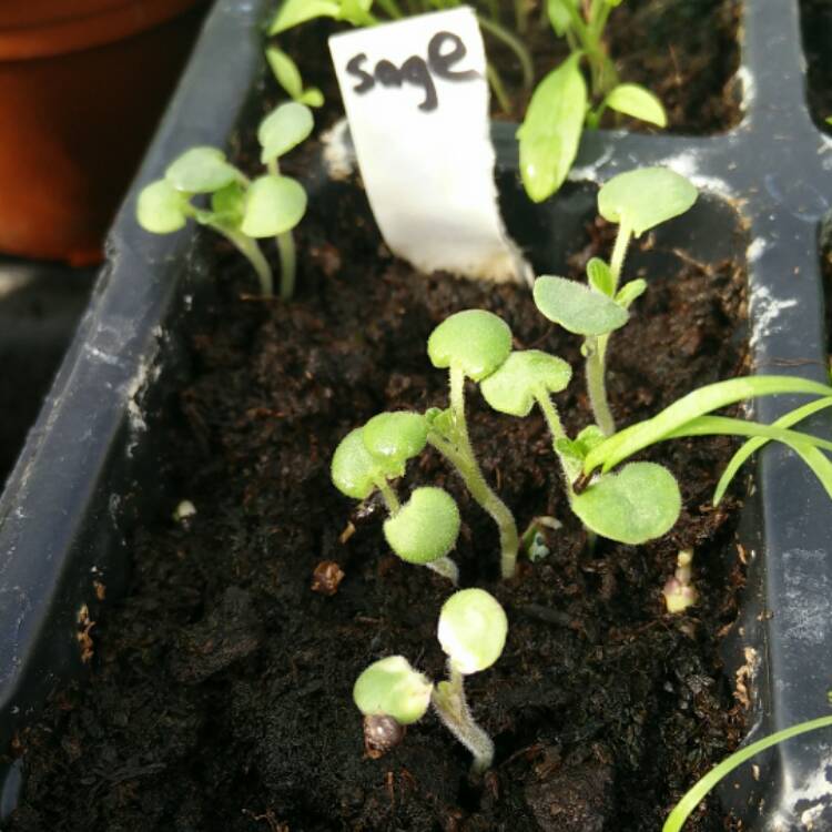 plant image 342182 plant image 342182