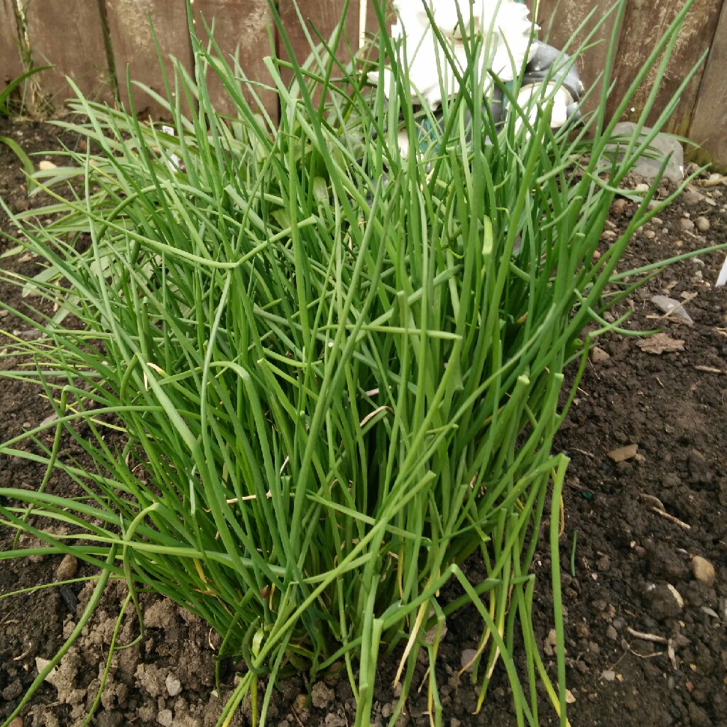 plant image 34509 plant image 34509