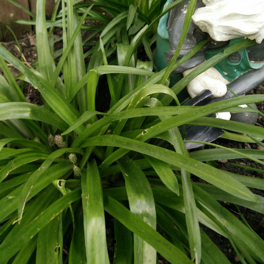Hyacinthoides hispanica