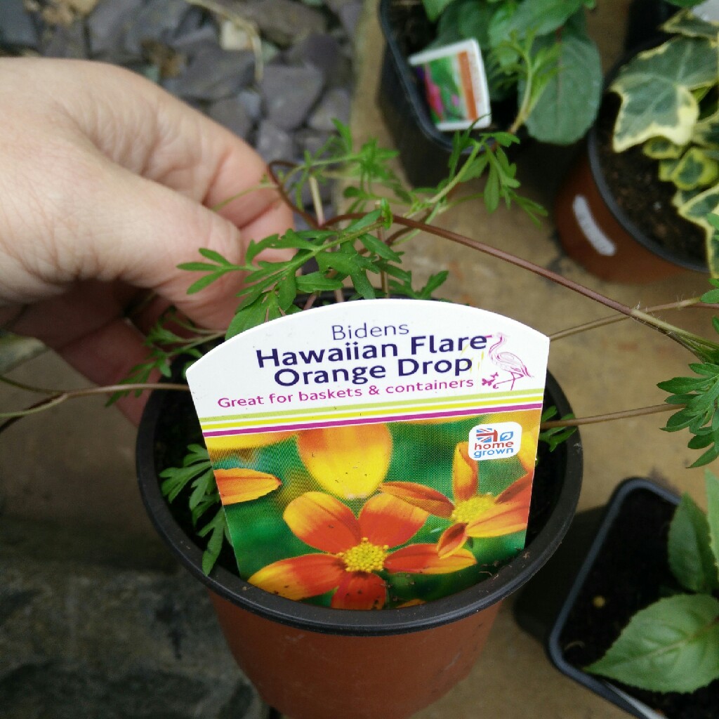 plant image 35369